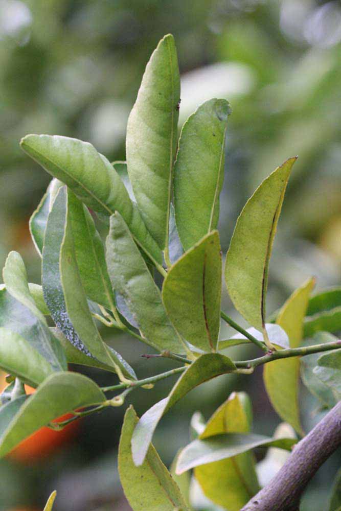            Sun leaves (Riverside, CA)   